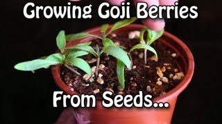 Growing Goji Berries  How to grow Wolfberries from Seed [upl. by Jessika]