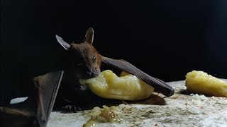 Bat caught eating banana  Full HD [upl. by Whiffen840]