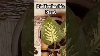 dieffenbachia plantnew plnatnature gardenvibes plantvibes indoorplantplantnursery shorts [upl. by Yeslek]