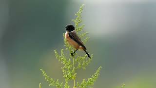 東亞石䳭 Amur Stonechat [upl. by Airetnahs]