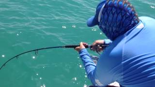 Goliath Grouper Eats Shark [upl. by Nawek]