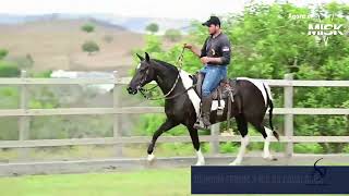 🐴 OLIMPIA DA CAVALGADA  ÉGUA PAMPA MAIS BONITA DO BRASIL [upl. by Kapor]