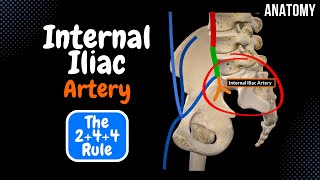 Internal Iliac Artery Branches EASY Scheme [upl. by Catherina487]