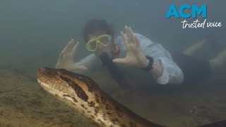 A new giant species of anaconda discovered [upl. by Utas731]