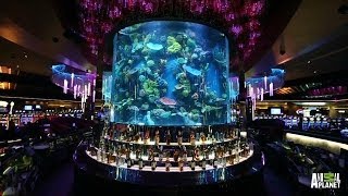 Reveal Make a Bet on This Casino Tank  Tanked [upl. by Mommy880]