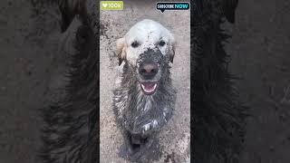 quotMuddy Mischief Dog Falls into Mud and Demands a Bathquot viralshorts dog shorts ytshorts [upl. by Nanfa]