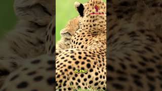 7 Amazing Cheetah Facts You Need to Know 🐱 shorts [upl. by Swanson348]