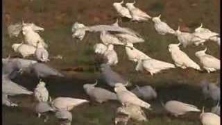 Sulphurcrested Cockatoos feeding in the Wild [upl. by Inalak]