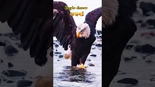 Eagle dance 😃😂🤣 funny eaglefunny eagleattitude eagledance JabirBinSattar20 [upl. by Ydospahr]