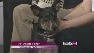 studio10 adopt a thon pets pet supplies plus [upl. by Brody]