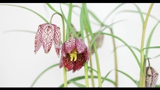 Fritillaria meleagris  Schachbrettblume Snakes Head Fritillary [upl. by Hamner]