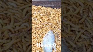 Mealworms Vs A Live Fish timelapse mealworms insects food wormlapse insects fruit shorts [upl. by Ytissac]