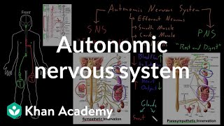 Autonomic nervous system  Organ Systems  MCAT  Khan Academy [upl. by Laws372]