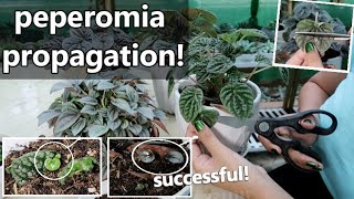 HOW TO PROPAGATE PEPEROMIA  Peperomia Propagation [upl. by Nahum697]