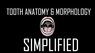 1 Tooth Anatomy and Morphology [upl. by Missie]