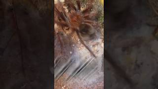 I let my tarantula COOK 😱🥵🕷️ arachnid tarantula tarantulakeeper spider arachnids fang [upl. by Coreen]