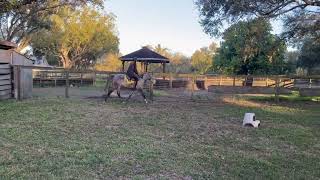 Riding thoroughbred racehorse in training quotBaronquot [upl. by Eatnwahs]