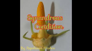 Synandrous condition [upl. by Lesak]