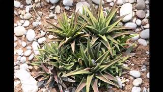 Haworthia Glabrata Rare Zebra Plant [upl. by Roht]