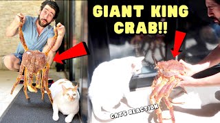 My Cats VS Alaskan GIANT KING CRAB 🦀 [upl. by Hillary701]