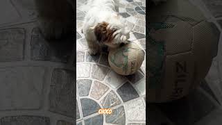 Choco ਬਾਲ ਨੂੰ ਗੋਲ ਕਰੇਗੀ dunwatta sukhnaibsinghsidhu petcare PetPlaytime enjoyed [upl. by Atiken]