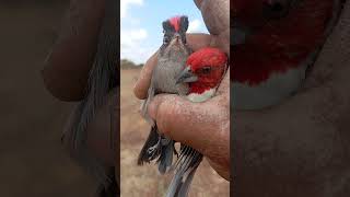 Soltura de um ticotico rei e um galo de campina aves pássaros [upl. by Haleelahk960]