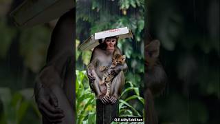 Monkey Saves Kitten from Rain with Pizza Box [upl. by Neelram]