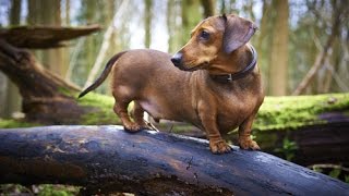 Top 10 True Dwarf Dog Breeds [upl. by Chaffinch8]