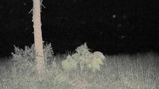 ORBS AT CASSADAGA FL [upl. by Clint]