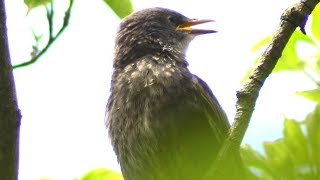 Starling baby bird call loud sounds  Fledgling  Juvenile [upl. by Asi523]