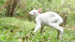 Rare Albino Chevrotain Saved from Predators [upl. by Brenda]