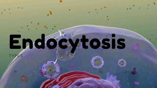 Types of Endocytosis  Phagocytosis  Pinocytosis and Receptor mediated [upl. by Ergener]