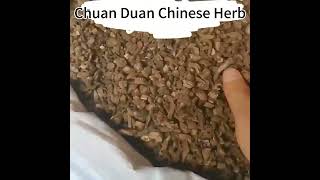 bulk packing dried radix dipsaci high quality dried Chinese herbs teasel root for tea herbalrcom [upl. by Kenimod]