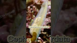 Phylum Chordata  Subphylum education shorts viral biology trending [upl. by Codee]