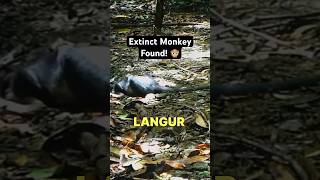 Extinct Animal Caught on Camera [upl. by Nyrroc]