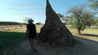 Namibie Etosha [upl. by Hafinah]