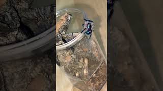 T seladonia Brazilian jewel spider asmr tarantula funny diet hamsterwheel [upl. by Andert]