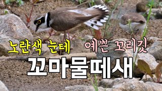 여름철새 하천에 울려 퍼지는 꼬마물떼새들의 울음소리ㅣLittle Ringed Plover sound [upl. by Latoye]