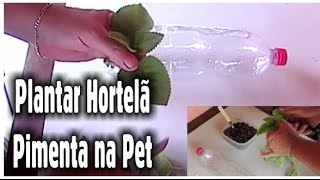 Como Plantar Hortelã Pimenta na Garrafa Pet [upl. by Artcele]