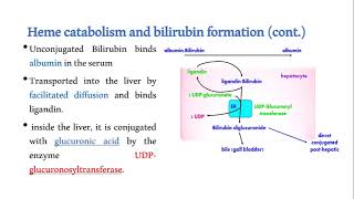 Heme metabolism and bilirubin formation [upl. by Hofstetter467]