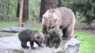 Brown Bear mother and cubs  Finland [upl. by Einapets]