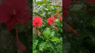 మా Garden లో Mandara puvvulu [upl. by Barolet]