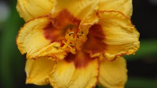 Mutant Conjoined Flower Jazz King Daylily [upl. by Haridan667]