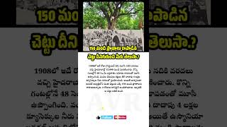 150 మంది ప్రాణాలు కాపాడిన చెట్టు avrupdates [upl. by Atokad]