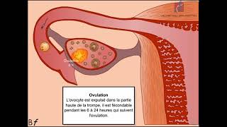 Les étapes de la fécondation [upl. by Allyn211]