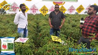 ad shakti 51 divya shakti micro segment best variety वि शक्ति 51 दिव्यशक्ति सीड्स की मिर्च किस्म [upl. by Codee205]