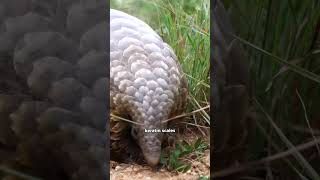 Pangolin are Unique Scaled Mammal pangolin nature wild [upl. by Cassie]