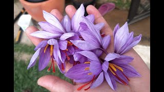 How I divide plant and care for saffron Crocus sativus [upl. by Gentry]