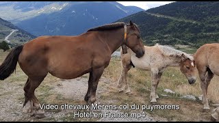 Video chevaux Mérens col du Puymorens ♦ HOTEL EN FRANCE [upl. by Gravante]