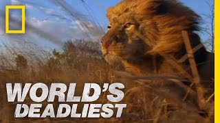 Lion Pack vs Buffalo  Worlds Deadliest [upl. by Araik709]